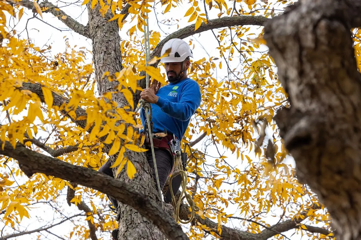 Skilled Emergency Tree Service crew working in Absarokee